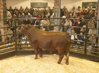 Record prize for Bonsmara